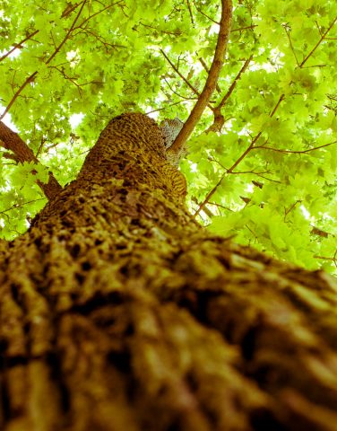 entspannen-im-Spreewald-unter-dem-Kastanienbaum